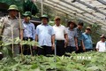 Lãnh đạo tỉnh Quảng Nam khảo sát vùng trồng sâm Ngọc Linh tại huyện Nam Trà My. Ảnh: Trần Tĩnh - TTXVN
