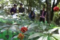 Sâm Lai Châu trở thành một trong những cây nông nghiệp chủ lực của huyện Mường Tè (Lai Châu) với mục tiêu hướng đến là sản phẩm hàng hóa quý, được chế biến sâu có giá trị kinh tế cao để xuất khẩu, góp phần xóa đói giảm nghèo ổn định cuộc sống cho đồng bào