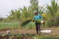 Tỉnh Trà Vinh hiện có khoảng 2.500 ha trồng lác được chuyển đổi từ diện tích trồng lúa kém hiệu quả do nhiễm phèn, mặn sang. Mỗi năm, người dân sản xuất 2,5 vụ, với giá bán dao động từ 14.000-27.000/kg (tùy loại), sau khi trừ chi phí thu lãi trên 200 triệ