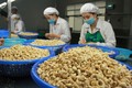 2022年越南腰果行业增长前景乐观