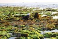 越南多企业涉足海藻加工领域