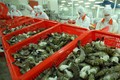 越南虾类出口迎难而上力争实现2023年既定目标