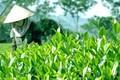到2025年越南全国满足安全标准的茶叶种植面积达到55%