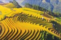越南旅游：令人沉醉的木江界梯田