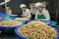 越南保持着世界第一大腰果加工与出口国的地位