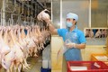 2021年第一季度越南畜产品出口额同比增长了34.7% 