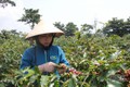 广治省的阿拉比卡咖啡产品在2021年越南特产咖啡比赛中荣获第一名