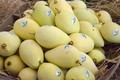 超过5000公顷的同塔芒果种植区获颁服务于出口的种植区号