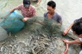 越南要研究对俄罗斯和波兰等新市场进行虾类出口