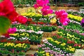 2023年国际花卉节将在广平省举行 投资总额约1.22亿欧元