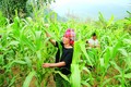 安沛省站奏县积极实现农作物种植结构调整