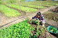 金瓯省富新县农作物种植模式取得高效