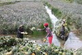 九龙江三角洲各省推进农产品价值链可持续建设