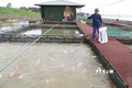 隆安省促进工业化水产养殖