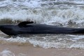 富安省：重达300公斤的鲸鱼冲上遂和海岸
