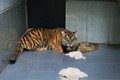 广平省风雅–格邦国家公园将收养七只印度支那虎