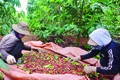 平明农业服务合作社成员赵文福农民户的总面积1.1公顷的咖啡园给他带来5吨的咖啡豆产量，增加家庭收入