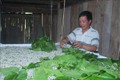 Mô hình trồng dâu nuôi tằm của một hộ dân xóm Nà Lùng, xã Cô Ba, huyện Bảo Lạc, tỉnh Cao Bằng. Ảnh: Chu Hiệu - TTXVN