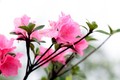 Trung Quốc phát hiện giống hoa đỗ quyên đã "mất tích" nhiều thập kỷ