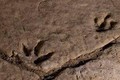 Tìm thấy dấu vết khủng long kỷ Jura ở Tây Nam Trung Quốc