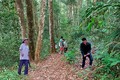 Bảo vệ và phát triển rừng ở Điện Biên (Bài 1)