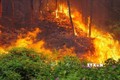 Cháy rừng mùa khô – Đừng để “đến hẹn lại lên”