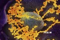 Giới khoa học Mỹ xác định gene quan trọng trong kháng thể virus SARS-CoV-2
