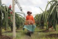Hướng đến phát triển bền vững cây thanh long ở Hàm Thuận Nam