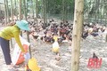 Thoát nghèo từ nuôi gà thả vườn an toàn ở huyện miền núi Như Xuân