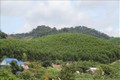 Trồng rừng góp phần phủ xanh đất trống, đồi núi trọc tại huyện M’Đrắk, tỉnh Đắk Lắk. Ảnh: Anh Dũng - TTXVN