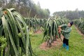 Thanh Long ruột đỏ cây trồng cho giá trị kinh tế cao, giúp nhiều người dân Lập Thạch thoát nghèo và làm giàu chính đáng. Ảnh:baovinhphuc.com.vn
