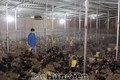Nhân rộng mô hình chăn nuôi gà Đông Tảo lai an toàn sinh học