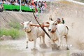 Dừng tổ chức Hội đua bò Bảy Núi lần thứ 27 tỉnh An Giang năm 2020
