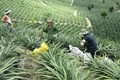 Mô hình trồng khóm (dứa) ở xã Hòa Quang Nam, huyện Phú Hòa giúp người dân nâng cao thu nhập, ổn định đời sống. Ảnh: baophuyen.com.vn
