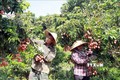 Bắc Giang ứng dụng khoa học công nghệ thúc đẩy phát triển kinh tế - xã hội vùng miền núi và dân tộc thiểu số