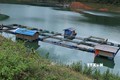 Hướng đi mới từ nuôi cá lồng trên lòng hồ thủy điện ở huyện Tân Uyên