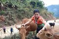 Chị Vi Thị Mồn, thành viên tổ hợp tác chăn nuôi bò sinh sản bản Chai, xã Mường Chanh chăm sóc đàn bò của gia đình. Ảnh: Hoa Mai - TTXVN