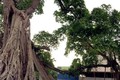 Cây đa gần 200 tuổi ở Bến Tre được công nhận cây Di sản Việt Nam