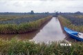 Phát triển bền vững mô hình tôm – lúa ở Đồng bằng sông Cửu Long