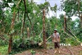 Hàng nghìn ha cao su gãy đổ do bão số 9 ở Thừa Thiên - Huế 
