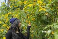  Xây dựng hình ảnh mùa hoa dã quỳ ở Ba Vì thành sản phẩm du lịch hấp dẫn