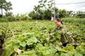 Gia đình chị Bùi Thị Tính, thôn Đồng Thanh, xã Hồ Sơn (Tam Đảo) chuyển đổi từ trồng lúa sang trồng rau su su, mỗi năm thu nhập từ 40-50 triệu đồng/vụ. Ảnh: baovinhphuc.com.vn