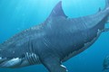 Phát hiện mới về tập tính nuôi con của cá mập lớn nhất đại dương thời tiền sử