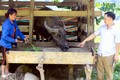 Tuyên Quang đảm bảo nguồn thức ăn dự trữ, phòng chống đói, rét cho vật nuôi 