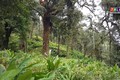 Quản lý chặt việc trồng cây thảo quả trong rừng tự nhiên đặc dụng tại Lào Cai