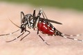 An Giang tăng cường phòng, chống bệnh Chikungunya