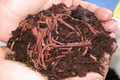 Hiệu quả mô hình nuôi giun quế bằng rác thải hữu cơ ở Hà Nam