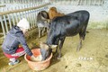 Điện Biên bảo vệ đàn gia súc trong điều kiện thời tiết giá rét