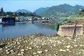 Nước sông Lô cạn, người nuôi cá lồng bị ảnh hưởng nghiêm trọng