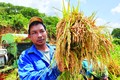Đồng bào M’Nông thành công với cây lúa nước sau khi nhận được sự hỗ trợ về kỹ thuật, giống, phân bón từ ngành nông nghiệp huyện Tuy Đức (Đắk Nông). Ảnh: Hưng Thịnh - TTXVN